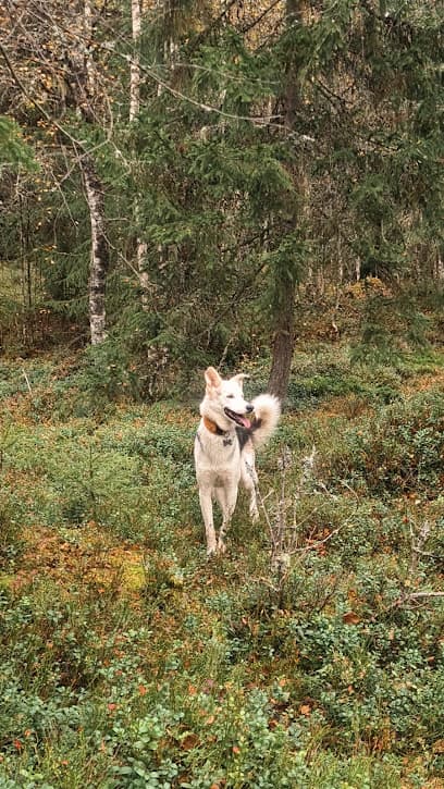 Nordkisa Hundepark